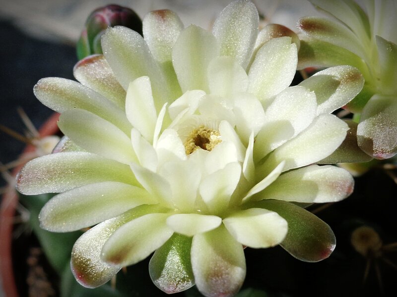 white cactus flower bloom