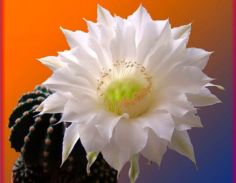 White cactus flower bloom