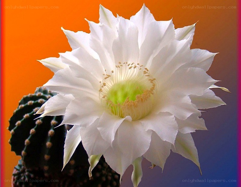 White cactus flower bloom
