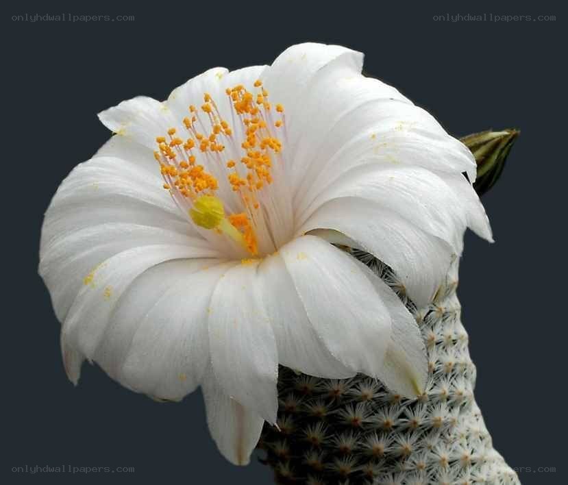 white cactus flower bloom