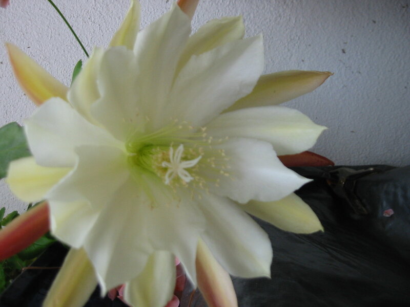 white cactus flower bloom