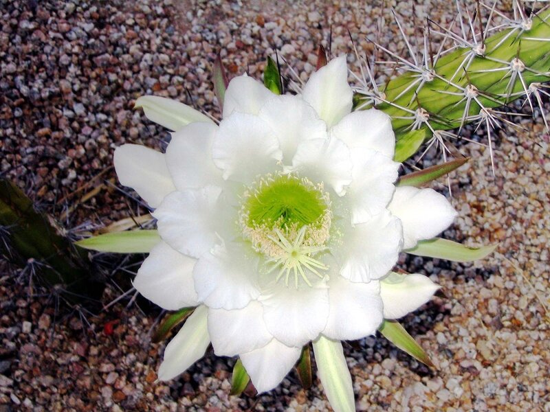 white cactus flower blooming