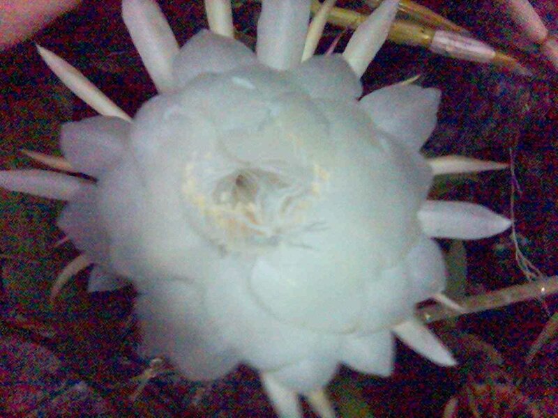 White Cactus Flower — Calm, Night