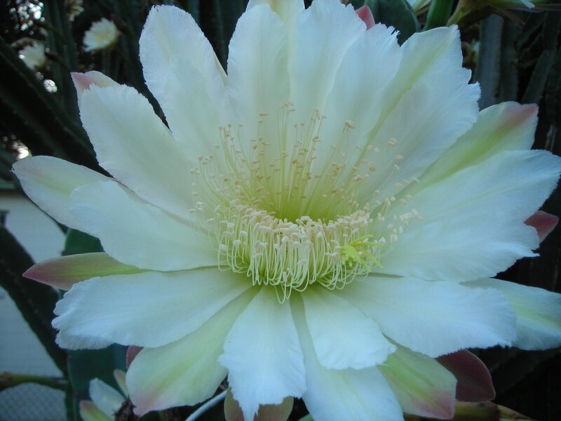 White Cactus Flower — Calm, Photograph, Petals