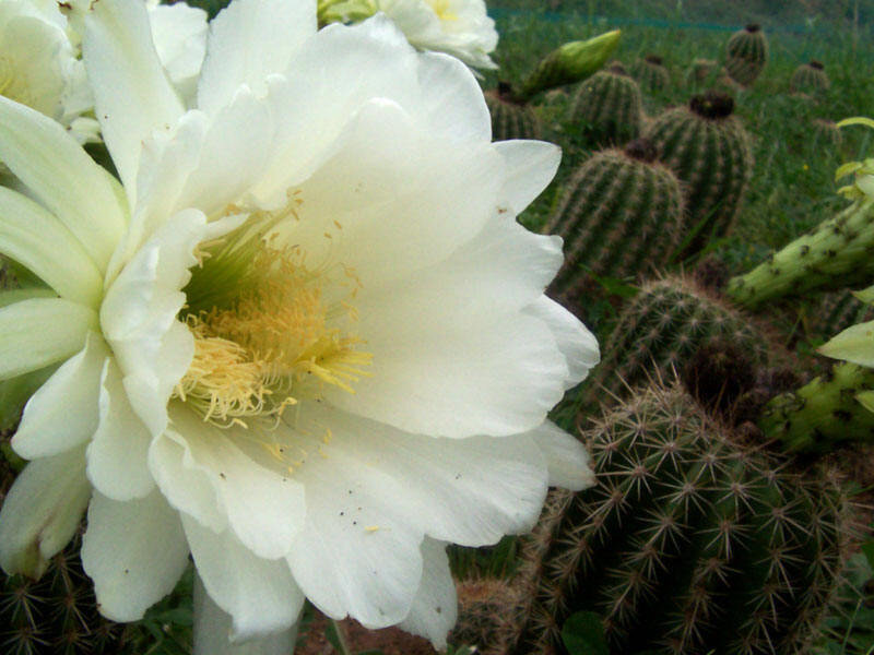 White Cactus Flower — Calm, Photograph