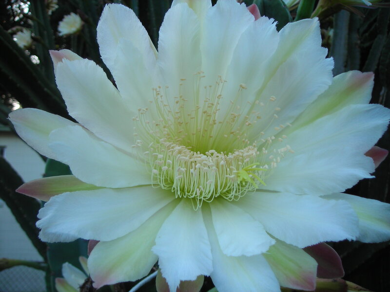 White Cactus Flower — Calm