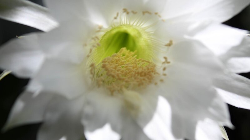 white cactus flower close-up