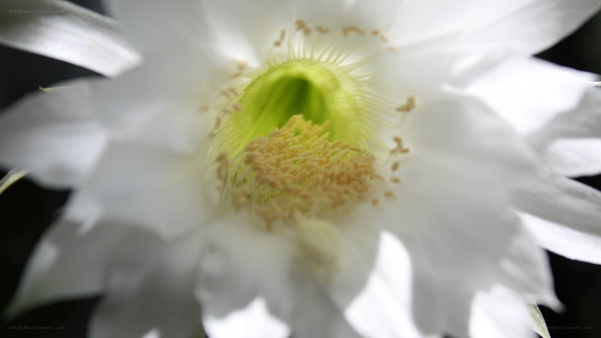 white cactus flower close-up