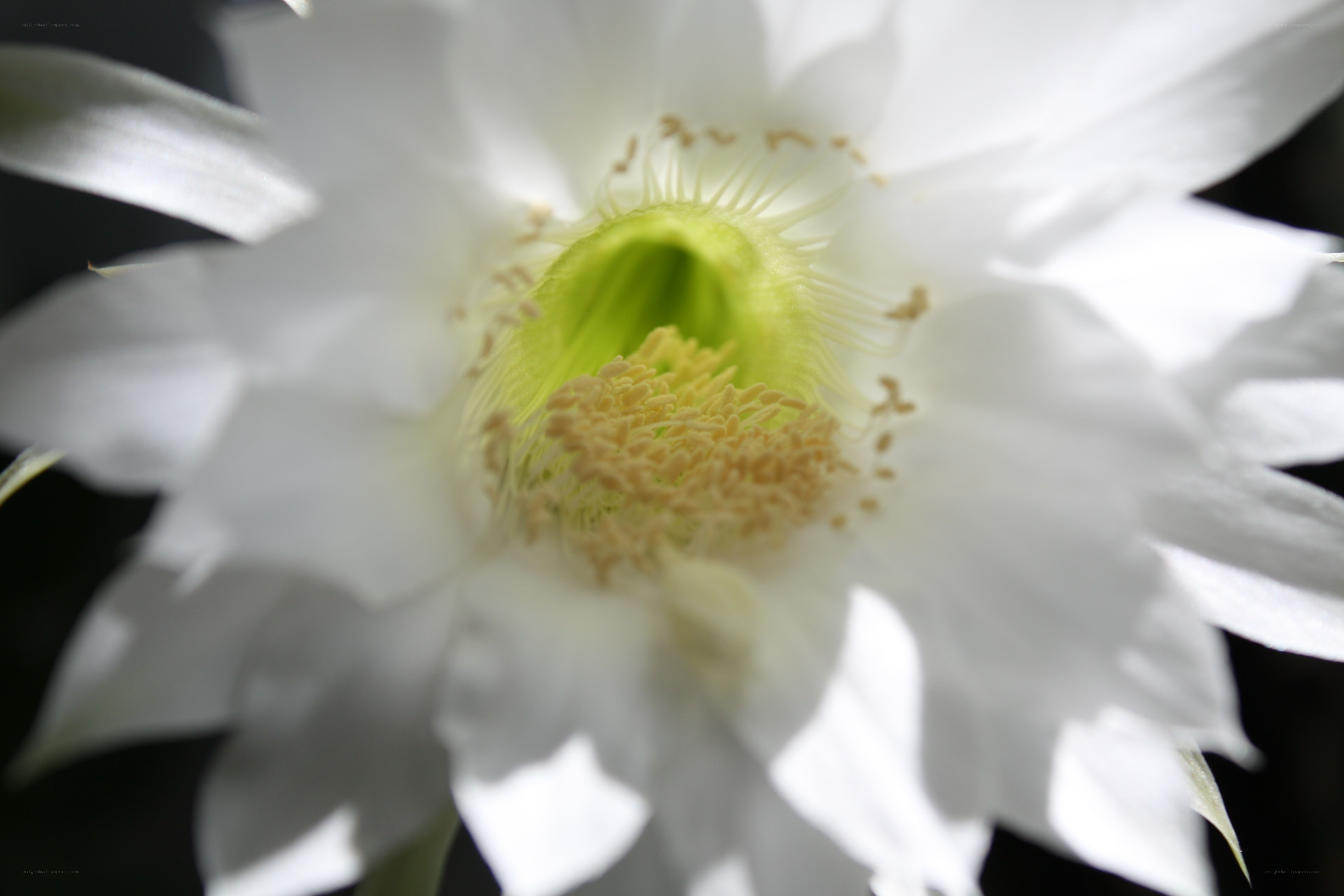 white cactus flower close-up