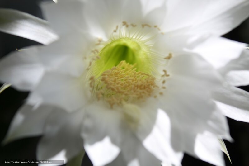 White cactus flower close-up