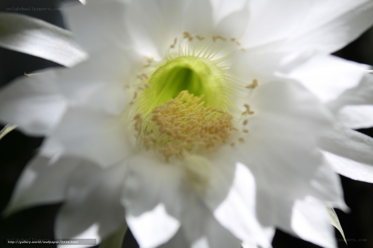 White cactus flower close-up