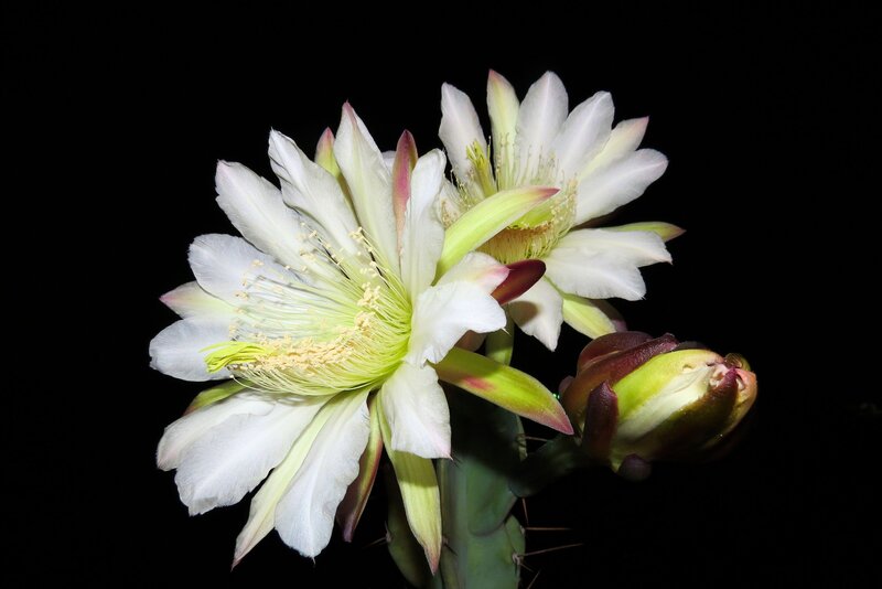 White Cactus Flower — Dramatic, Night, Photograph, Bud