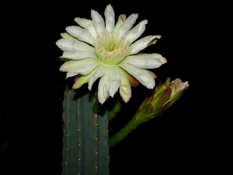 White Cactus Flower — Dramatic, Night, Photograph, Flower Bud