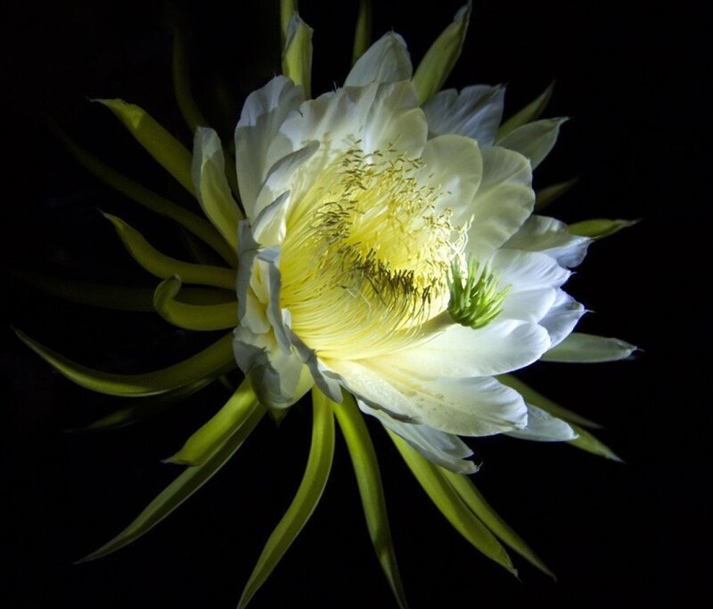 White Cactus Flower — Dramatic, Night, Photograph, Petals, Stamen, Dark Background