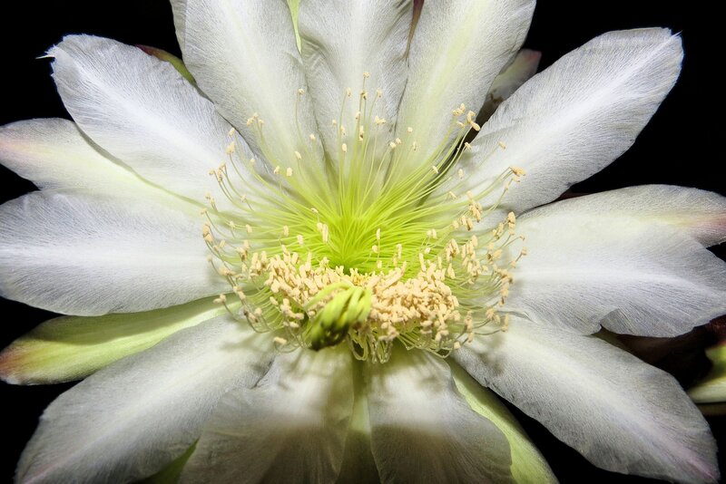 White Cactus Flower — Dramatic, Night, Photograph, Petals, Stamen