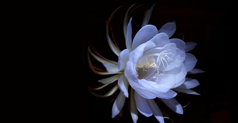 White Cactus Flower — Dramatic, Night, Photograph, Petals