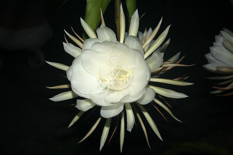 White Cactus Flower — Dramatic, Night, Photograph, Spines