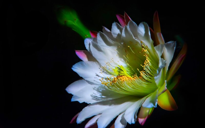 White Cactus Flower — Dramatic, Night, Photograph, Stamen