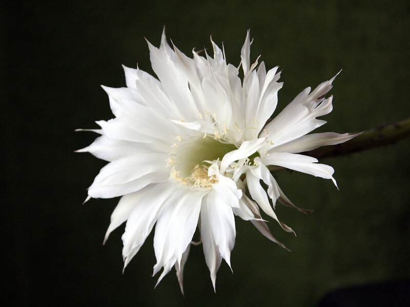 White Cactus Flower — Dramatic, Night, Photograph, Stem, Green