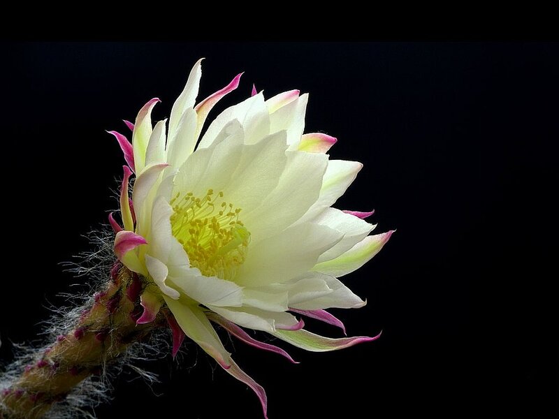 White Cactus Flower — Dramatic, Night, Photograph, Stem
