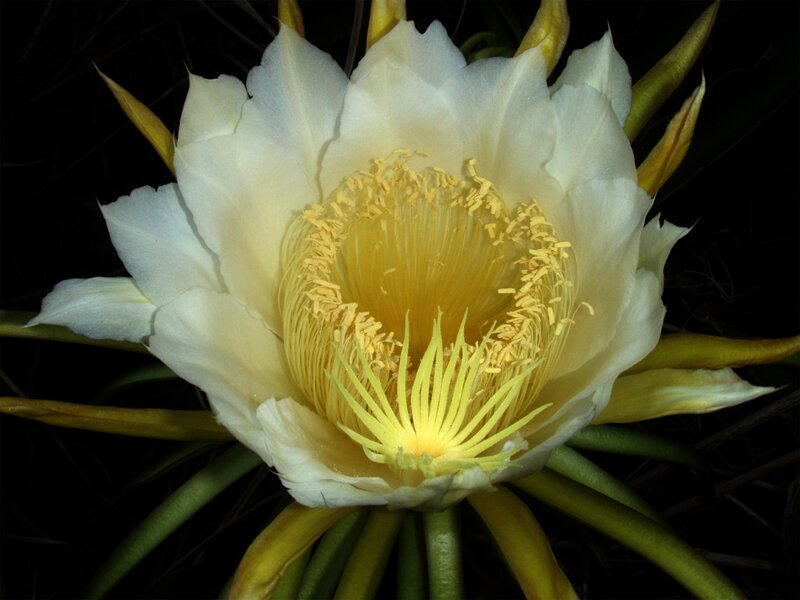 White Cactus Flower — Dramatic, Night, Photograph
