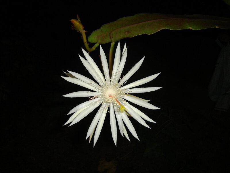 White Cactus Flower — Dramatic, Night
