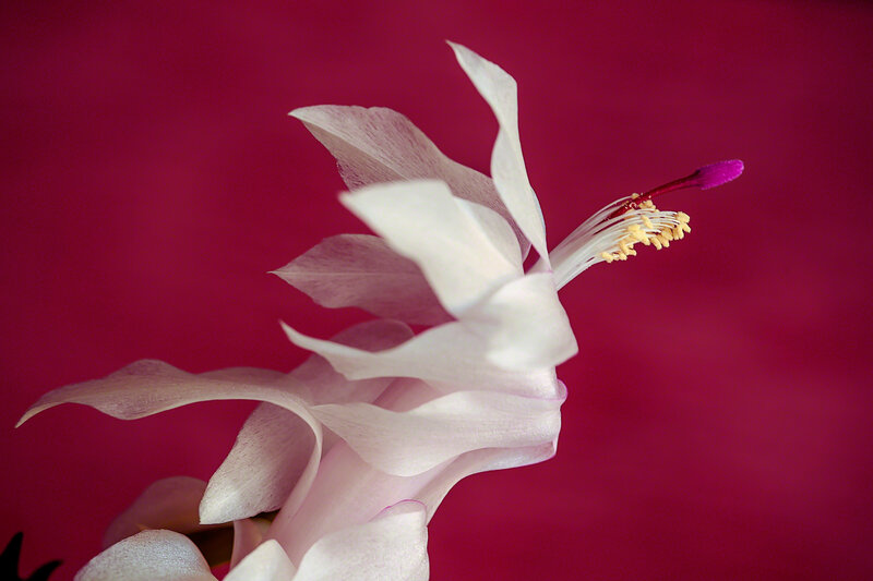 White Cactus Flower — Dramatic, Photograph