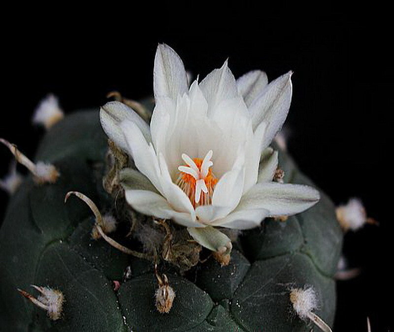 White Cactus Flower — Dramatic