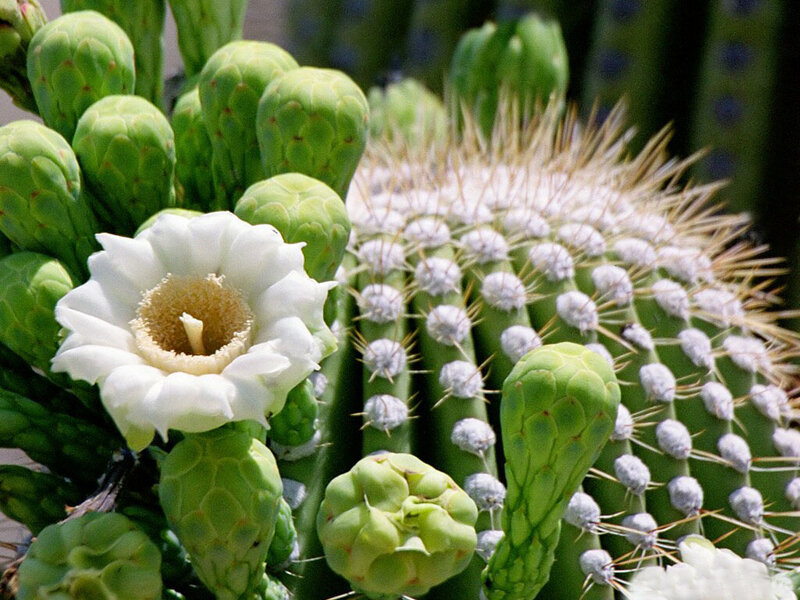 White Cactus Flower — Green, Calm
