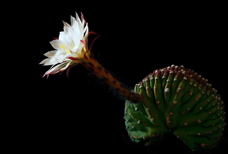 White Cactus Flower — Green