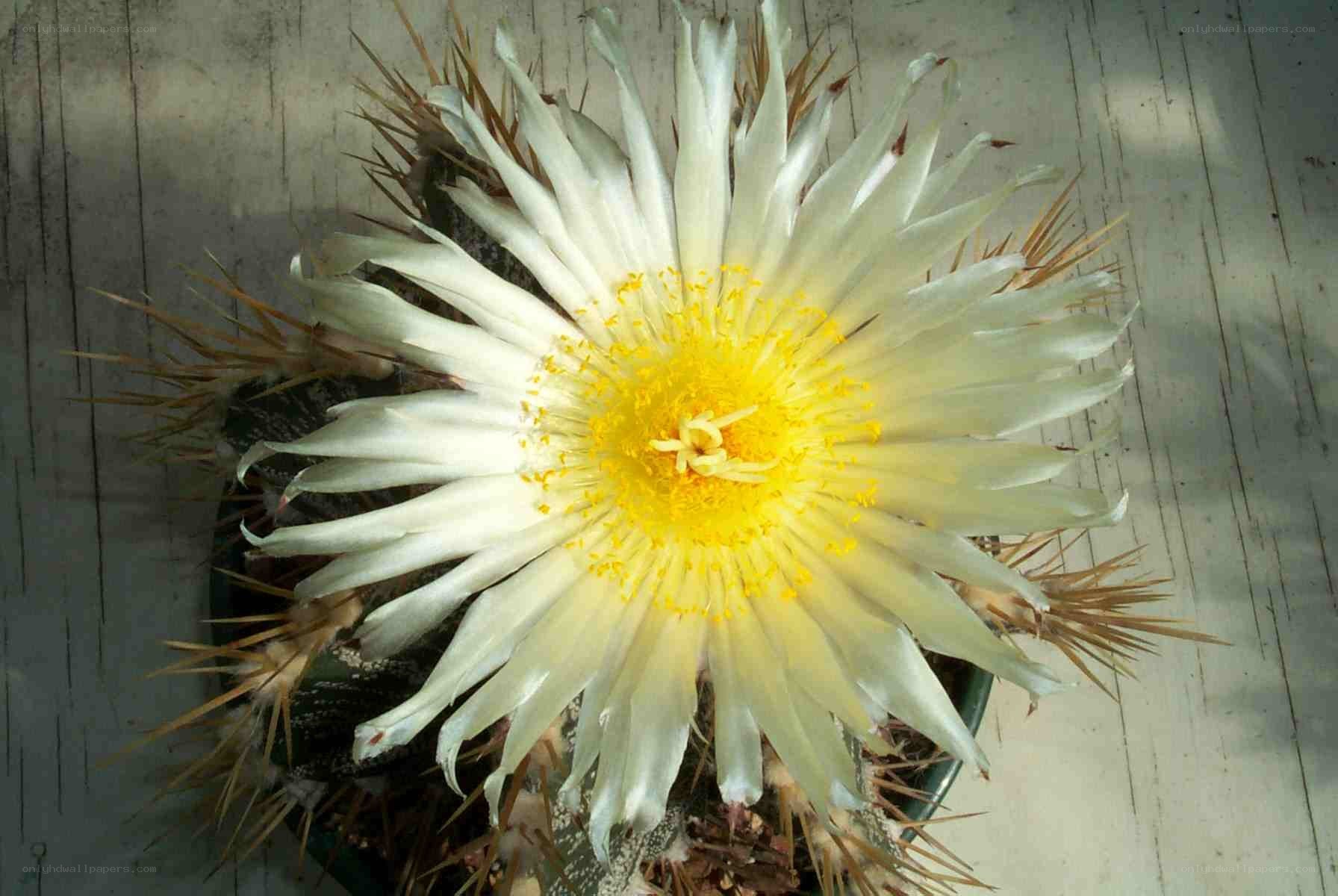 White cactus flower in bloom