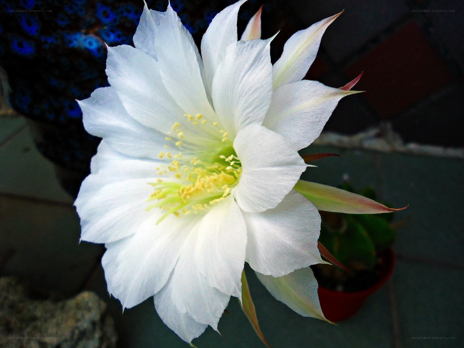White cactus flower in bloom