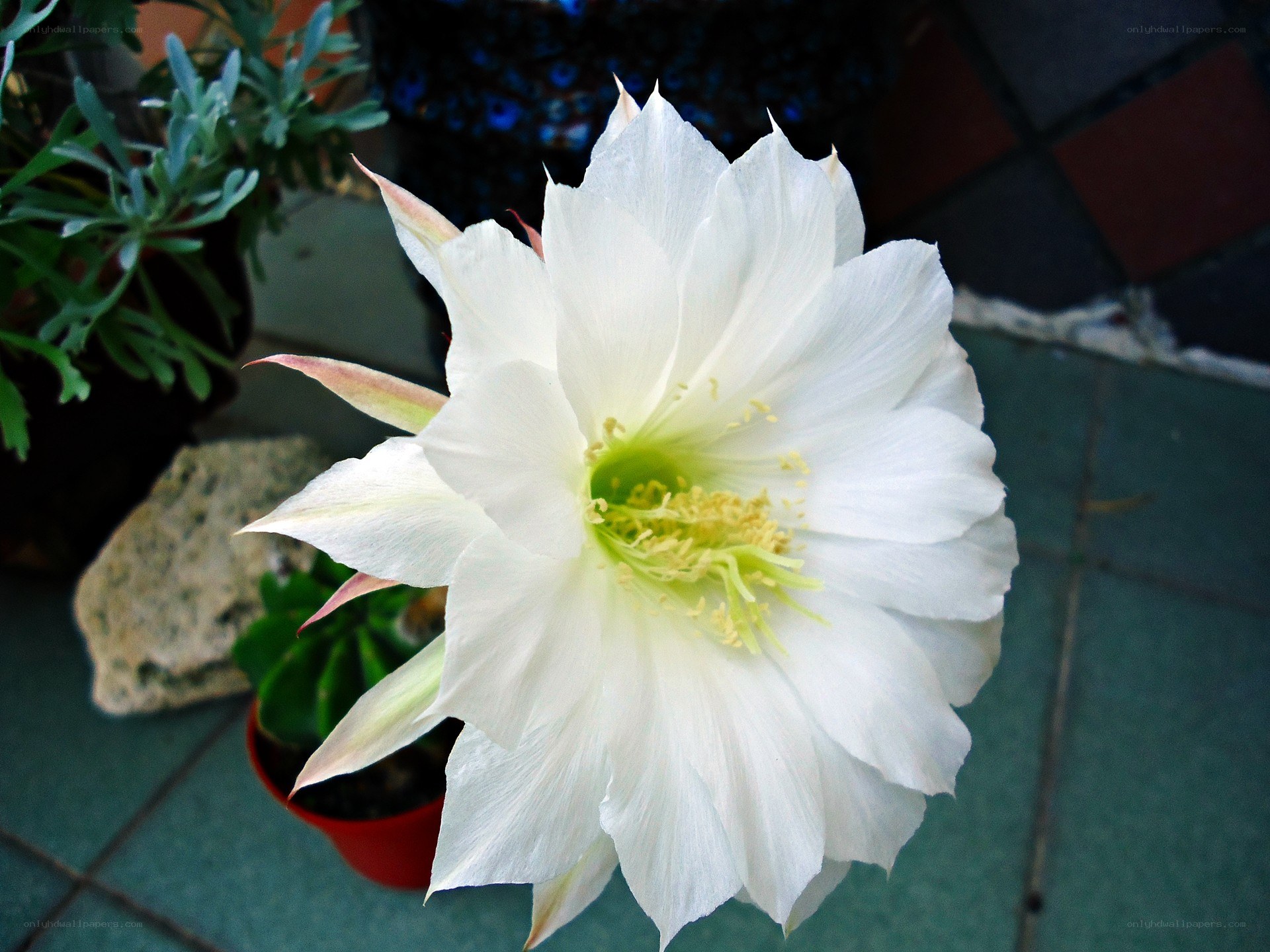 White cactus flower in bloom