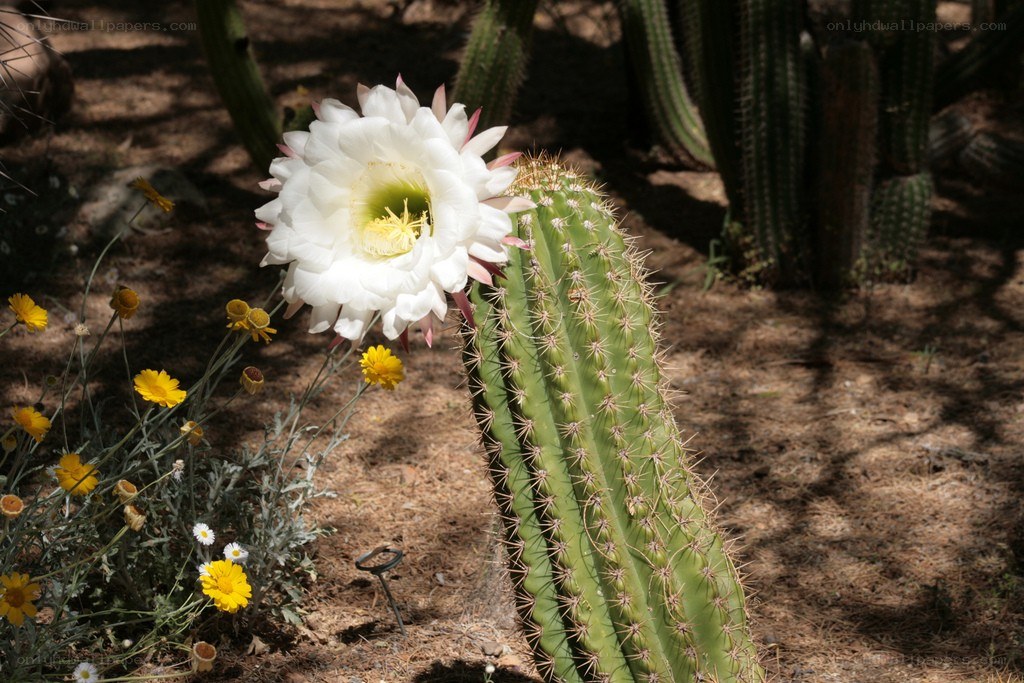 White cactus flower in bloom