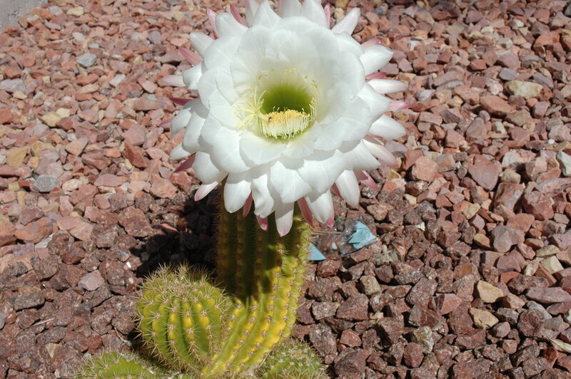 White cactus flower in gravel