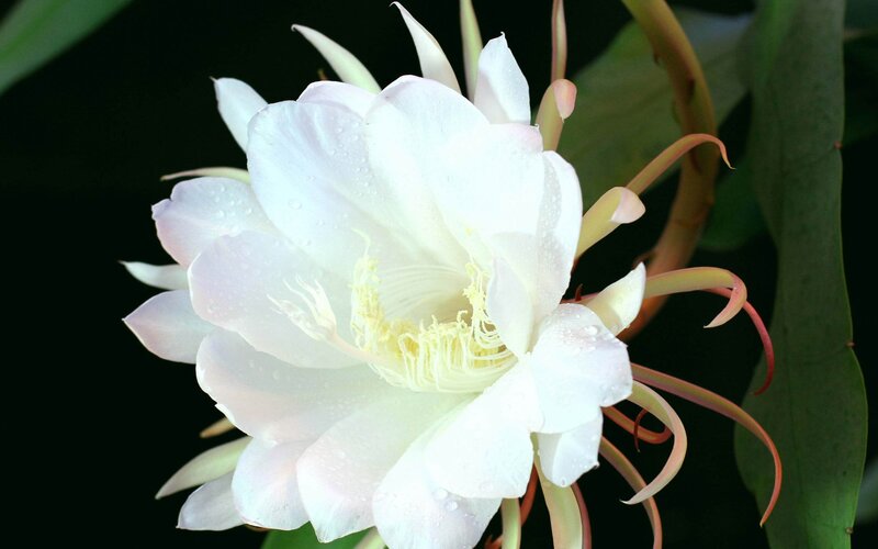 White Cactus Flower — Serene, Night, Photograph, Petals