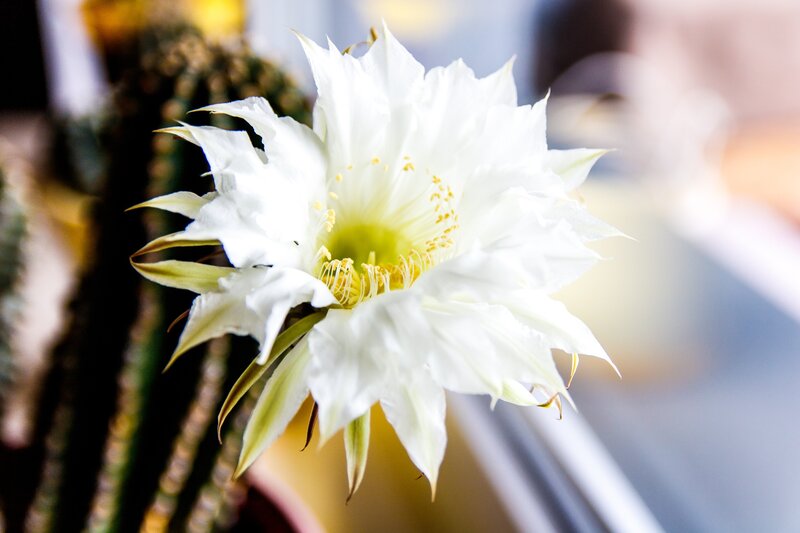 White Cactus Flower — Serene, Night, Photograph, Sunlight