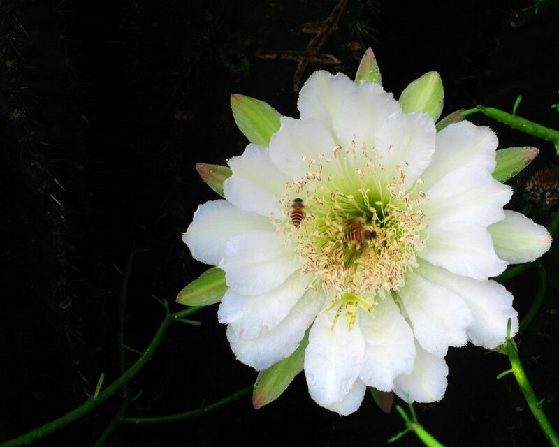 White Cactus Flower — Serene, Night, Photograph