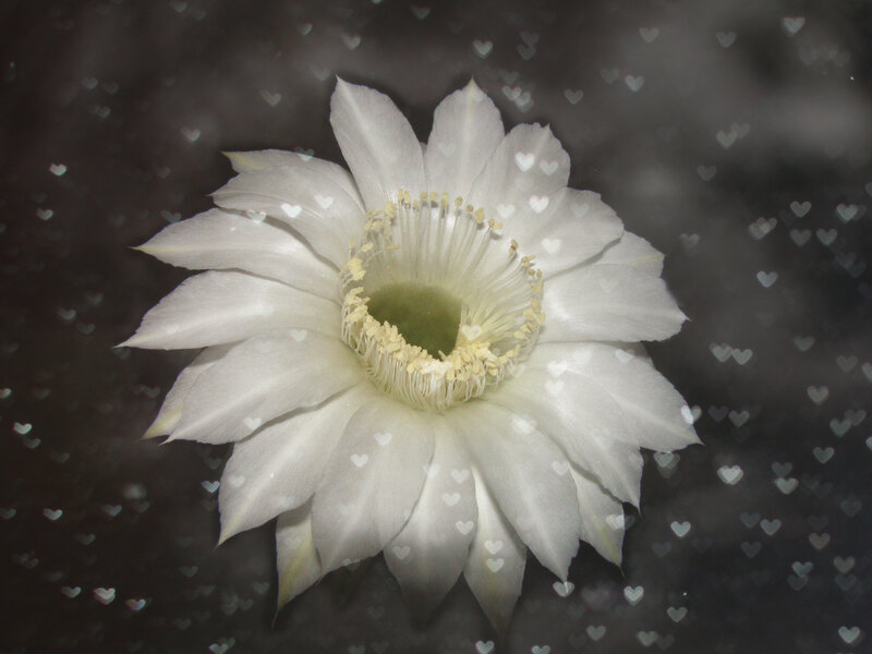 White Cactus Flower — Serene, Night