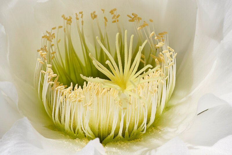 White Cactus Flower — Serene, Photograph, Stamen