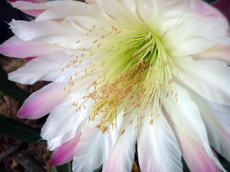 White Cactus Flower — Serene, Photograph
