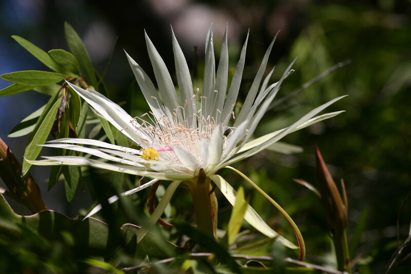 White Cactus Flower — Serene