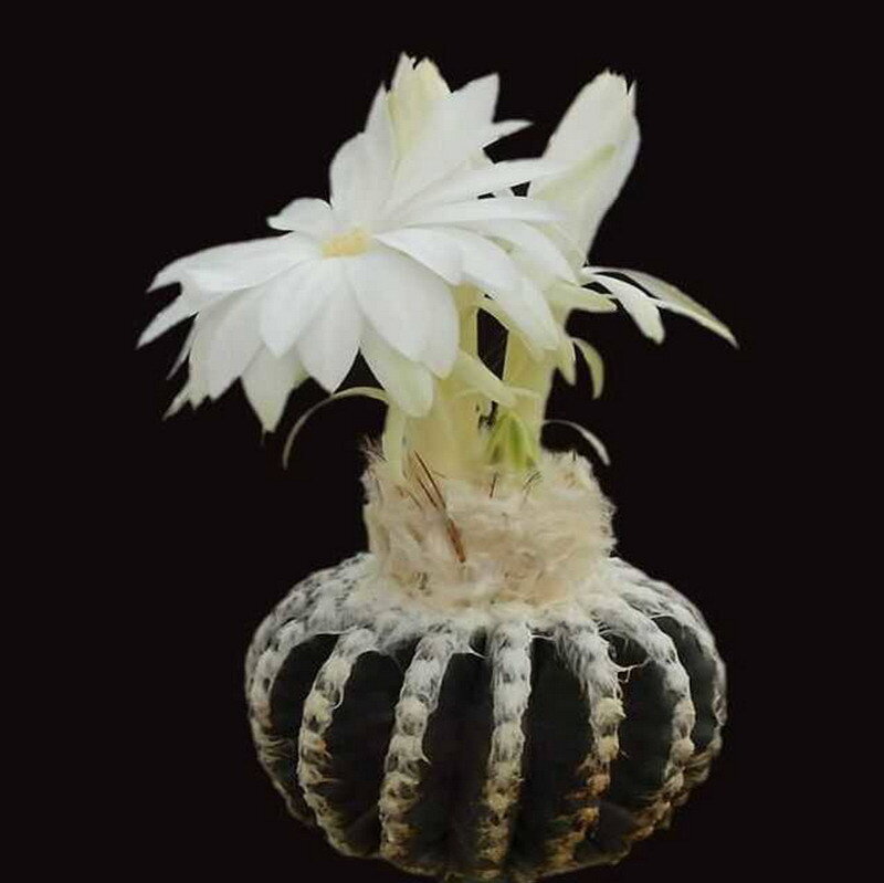 white cactus flower