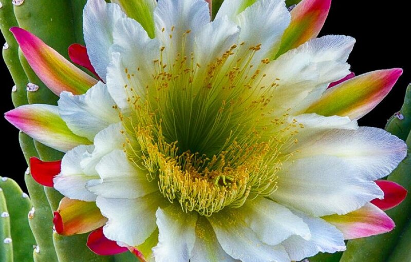 White Cactus Flower — Vibrant
