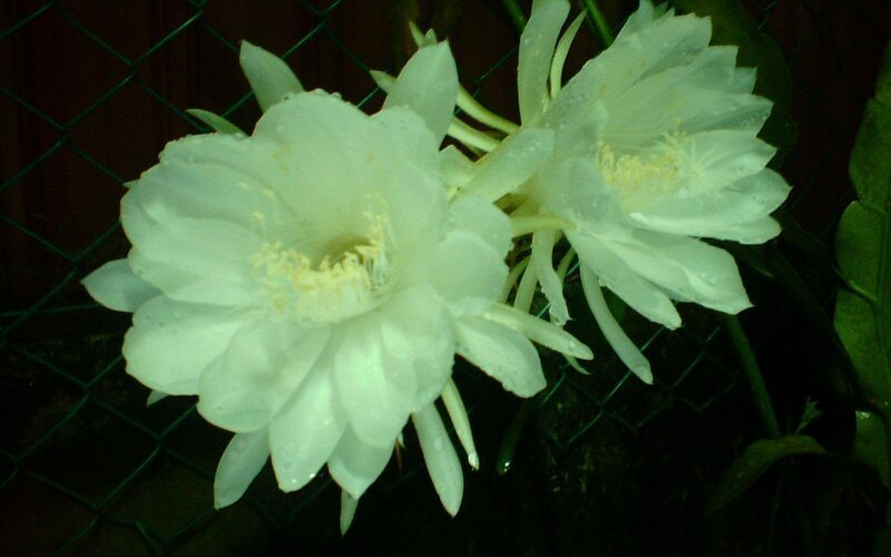 White cactus flowers at night