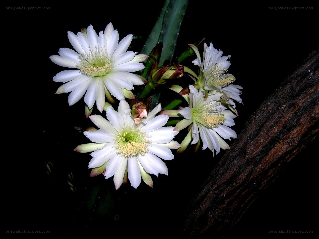 White cactus flowers at night