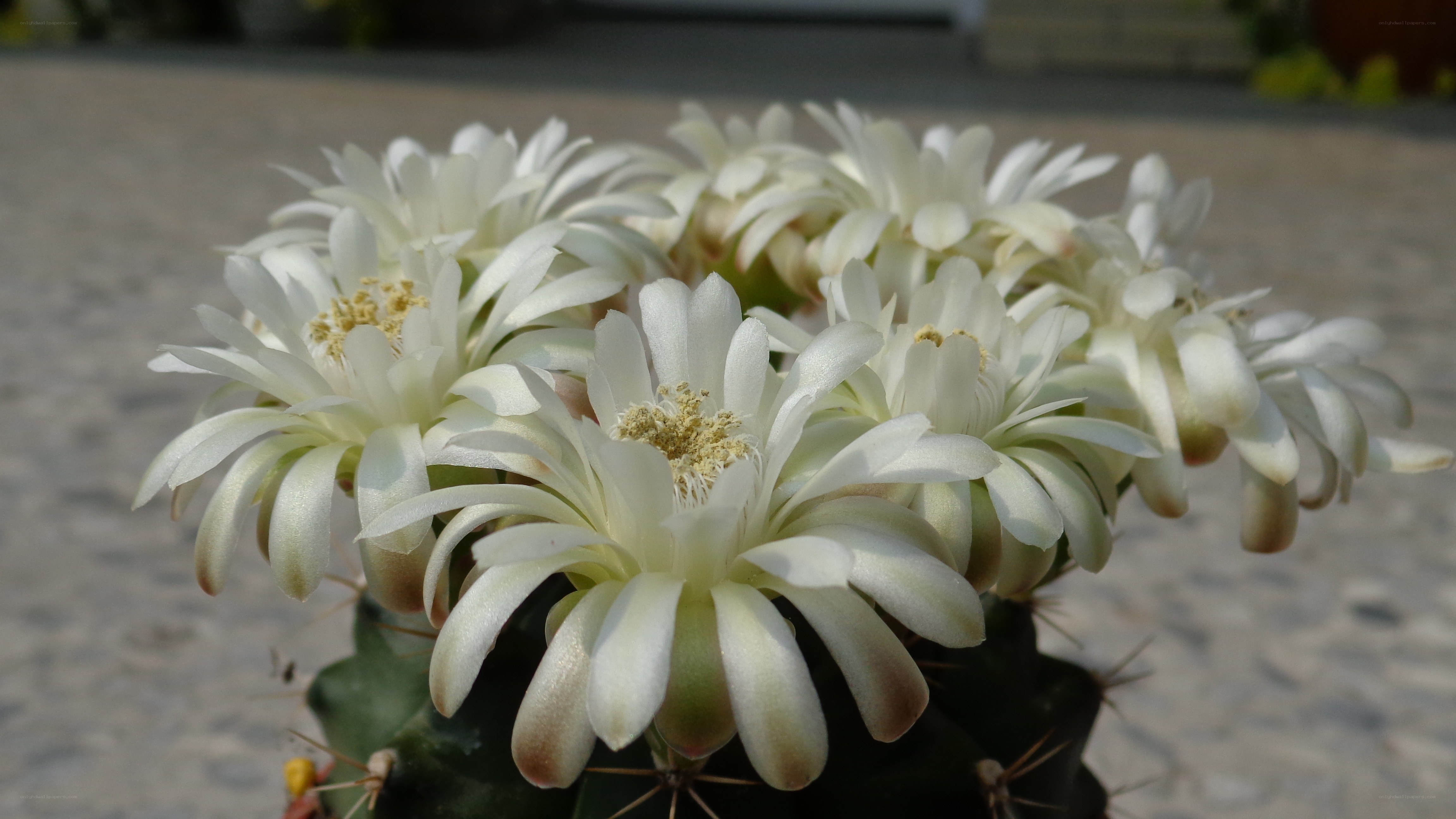 White cactus flowers blooming