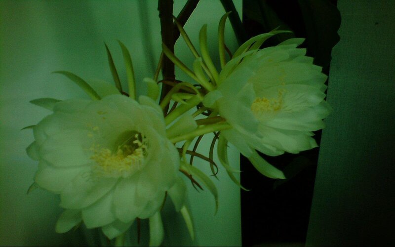 White cactus flowers blooming