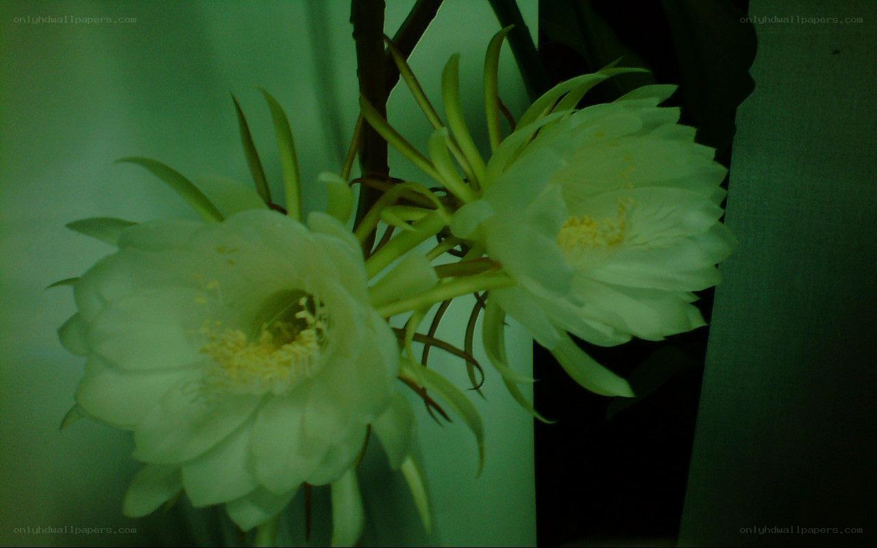White cactus flowers blooming