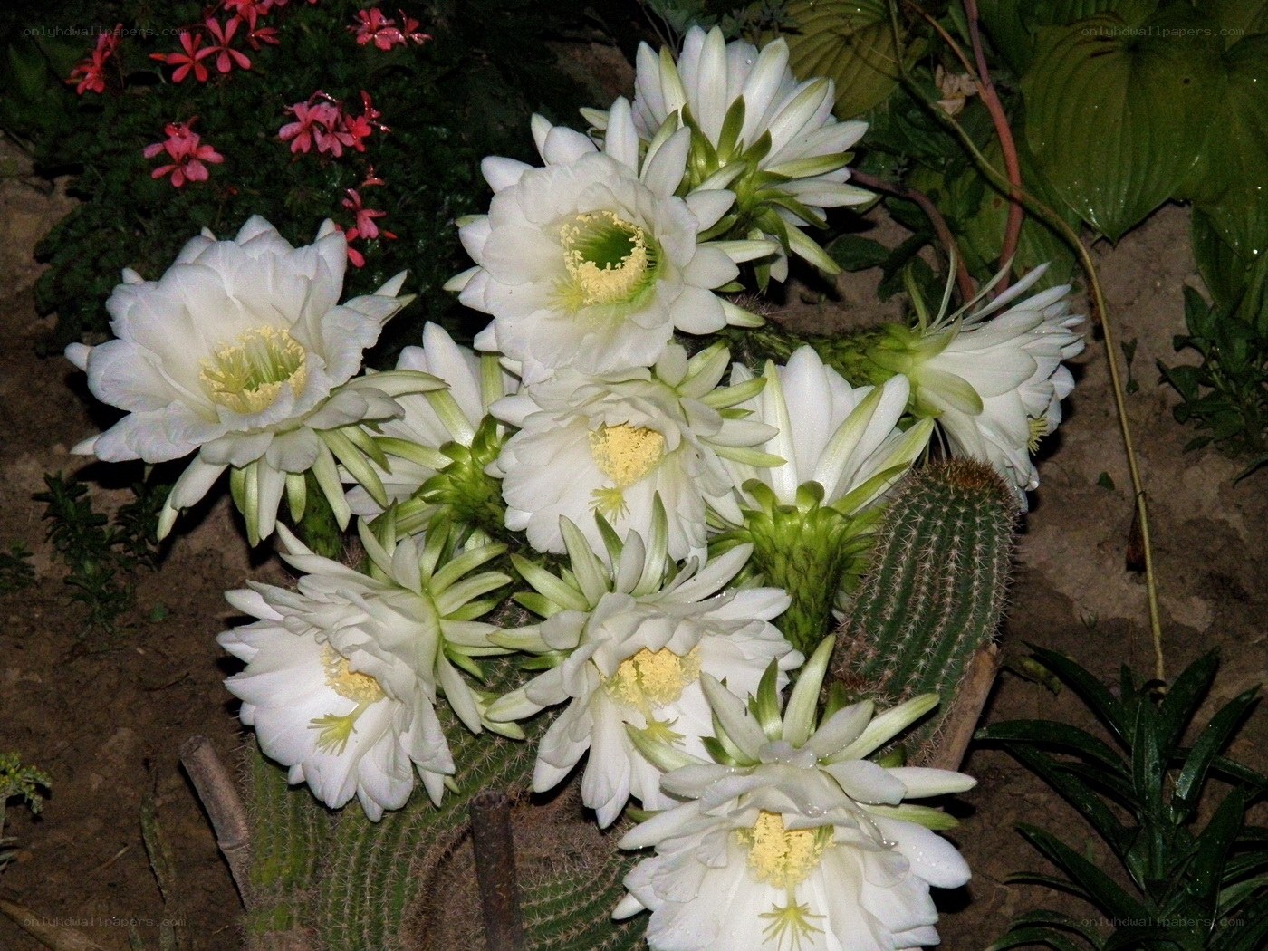 White cactus flowers blooming